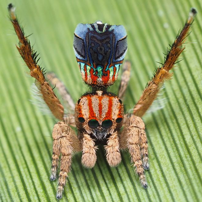 Maratus azureus