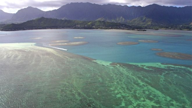 Коралловый риф у побережья Оаху, Гавайи