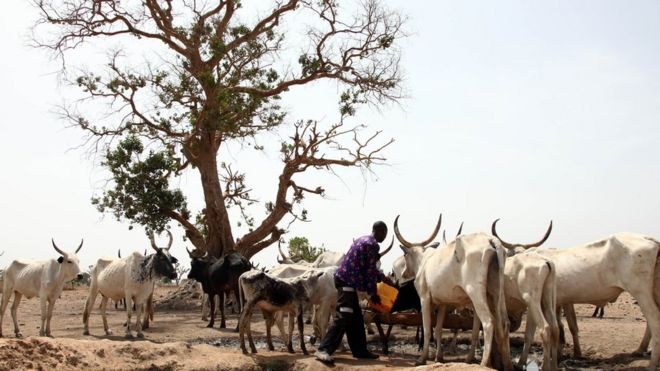 Пастух Фулани поливает скот на пыльной равнине между Малкои и Йолой
