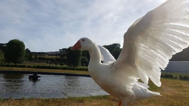 ஆண் அன்னப்பறவையுடன் வாழ்ந்த தாமஸ் வாத்து