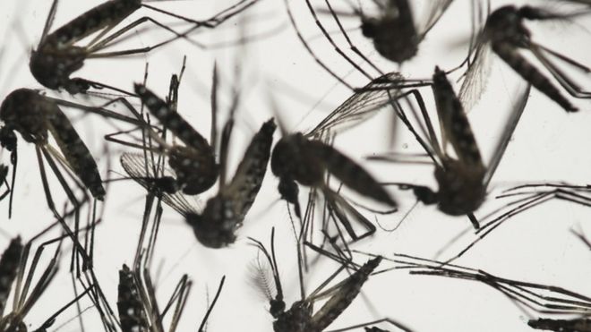 Комары Aedes