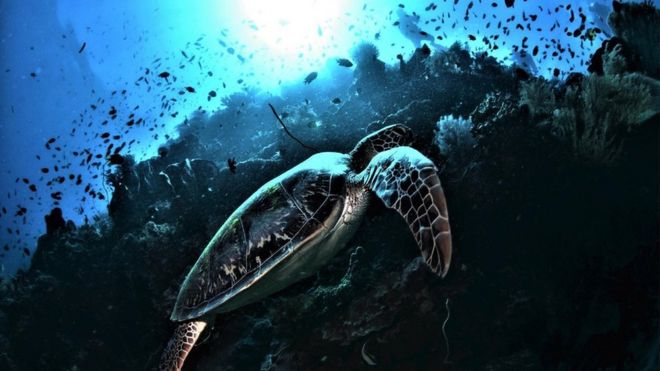 Черепаха плывет по рифу