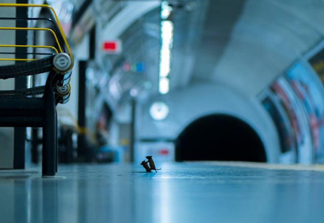 Camundongos brigando no metrô