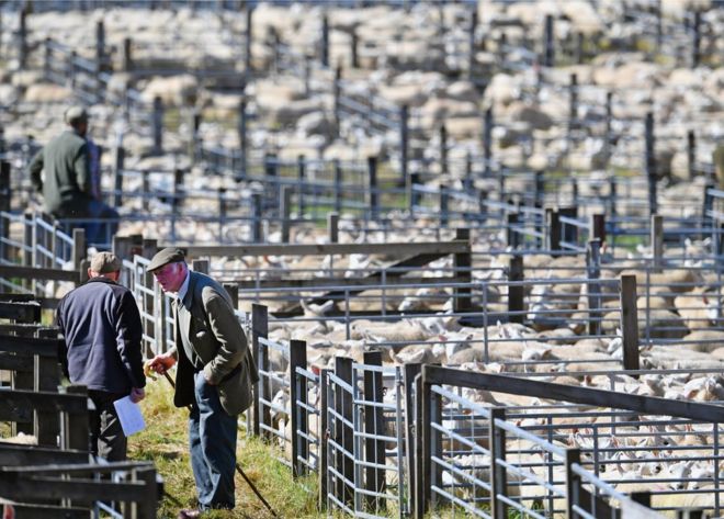 Продажи овец в Лэрге