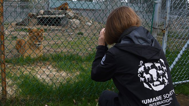 Офицер по защите животных у львиного вольера