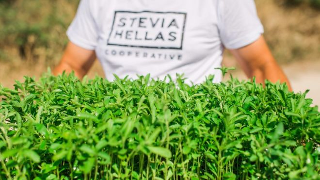 Мужчина из кооператива Stevia Hellas держит саженцы стевии