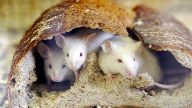 Mice eating through a loaf of bread