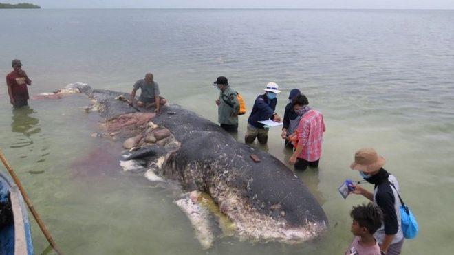 A stranded whale with plastic in its belly is seen in Wakatobi, south-east Sulawesi, Indonesia,19 November 2018 in this picture obtained from social media
