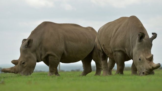 Наджин (слева) и Фату, единственные две оставшиеся женщины северных белых носорогов