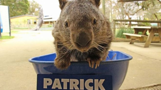Rare northern hair-nosed wombat born in Australia - BBC News