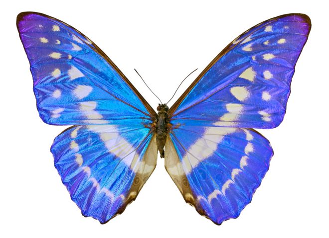 Синие морфо бабочки