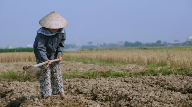 Женщина обрабатывает землю во Вьетнаме (файл изображения)