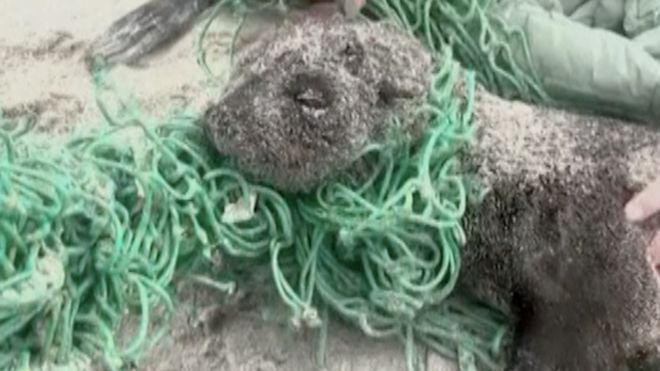 Mladunčad foke oslobođena iz ribarske mreže u Južnoj Africi