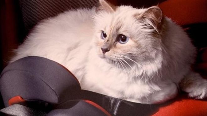 Choupette