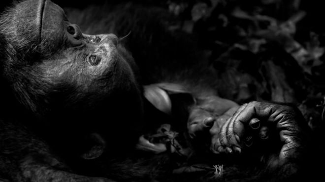 Peter Delaney WPY