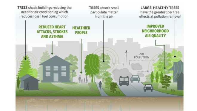 Как деревья срезают загрязнение воздуха городов