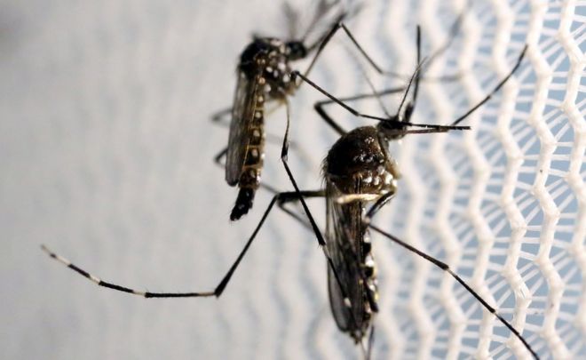 Комары Aedes aegypti видны в лаборатории Oxitec в Кампинасе, Бразилия, 2 февраля 2016 г.