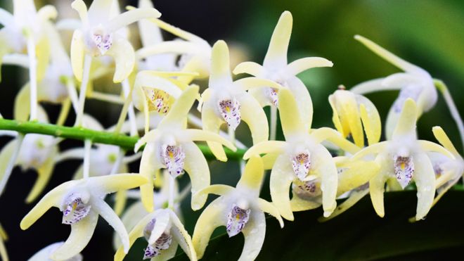 Festival de orquÃdeas de Kew Gardens