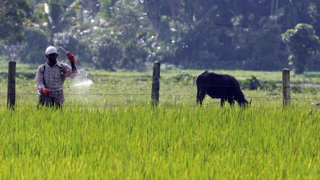 A Sri Lankan farmer sprays pesticides in a field