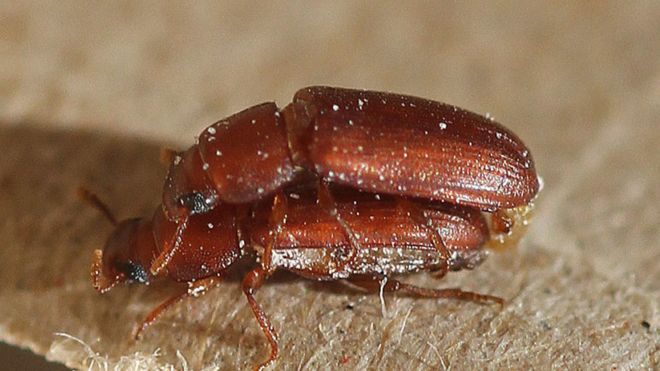 Escarabajos rojos de la harina copulando