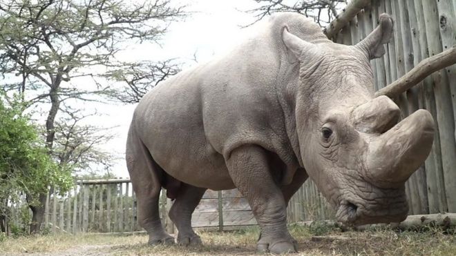 Судан северный белый носорог