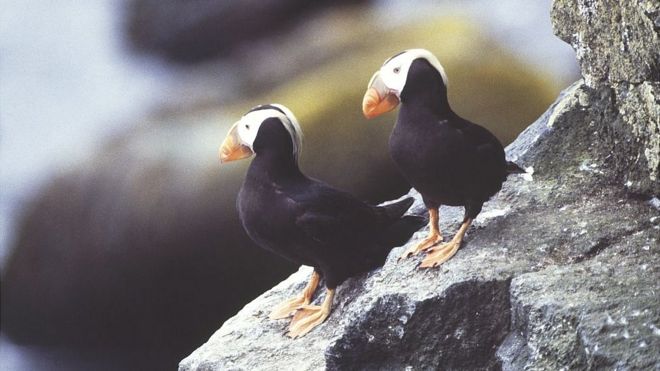 The tufted puffin