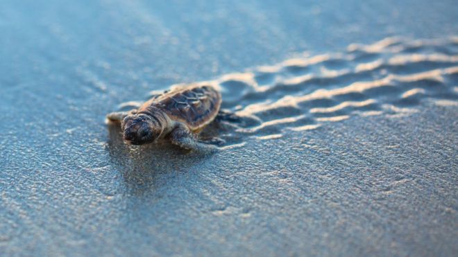 морская черепаха малолетняя