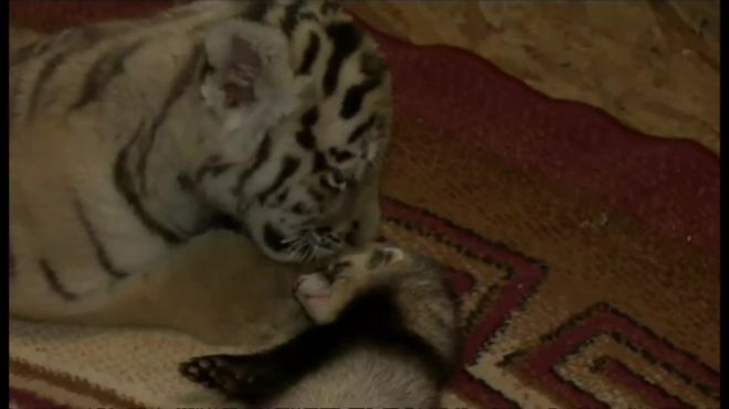 ロシア東部の沿海地方にあるサファリパークで生まれたトラの赤ちゃんがフェレットと仲良しになり、話題を集めている。