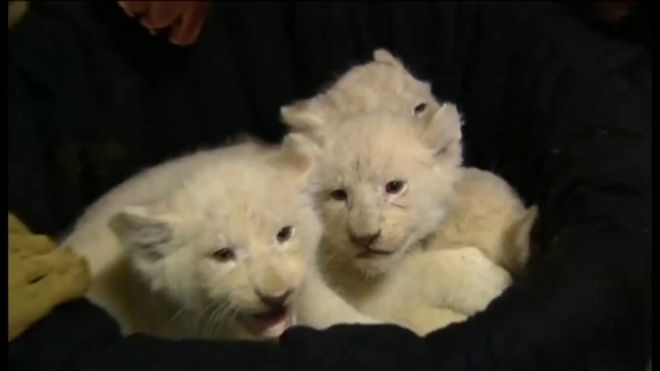 ドイツ東部マクデブルクの動物園で、希少なホワイトライオンの赤ちゃん4頭がお披露目された。赤ちゃんライオンは昨年末、クリスマスの日に生まれたという。