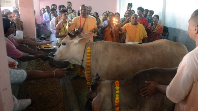 Indian monks from the International Society of Krishna Conciousness (ISKON) along with Hindu devotees worship cows as part of Govardhan Puja celebrations at ISKON temple in Siliguri on November 12, 2015.