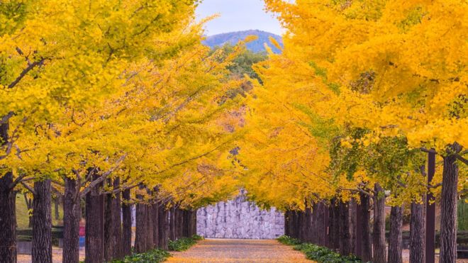 Ginkgo biloba