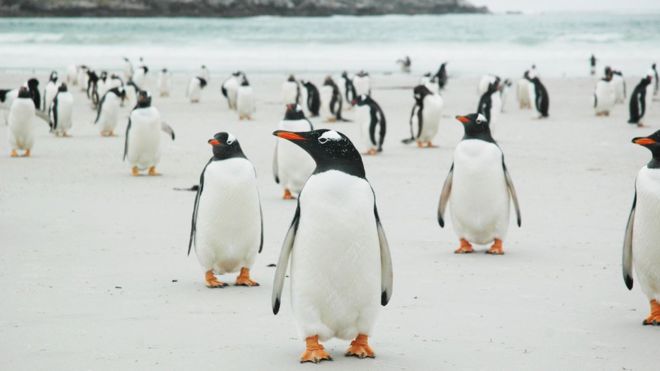 Пингвины на острове