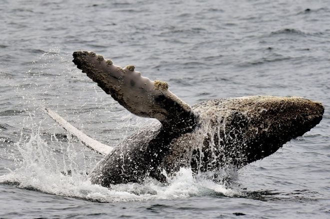 Ballena saltando