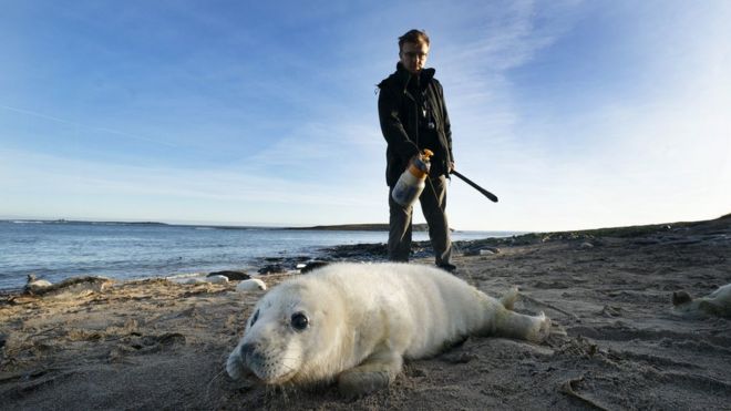 Распыляется тюлень с острова Фарн