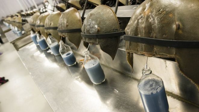 Caranguejos-ferradura sendo sangrados no Charles River Laboratory em Charleston, Carolina do Sul nos EUA
