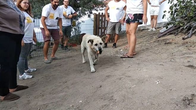 Собака любит задний двор, Португалия