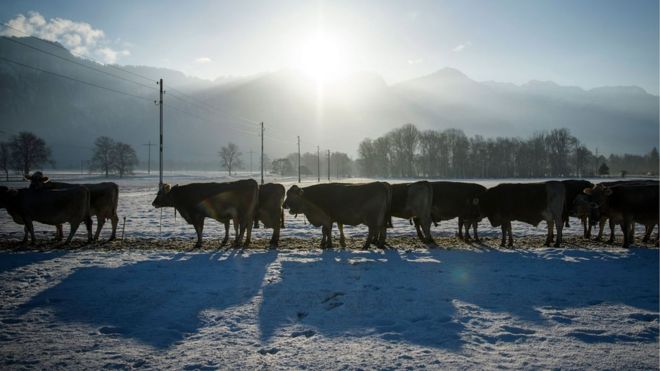 Крупный рогатый скот в морозном поле
