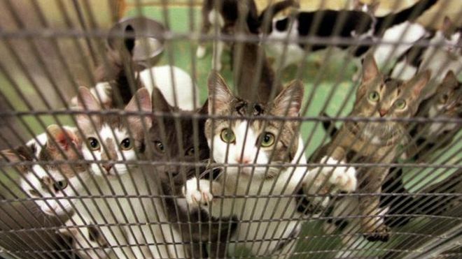 Кошки спасены Департаментом окружающей среды, продовольствия и сельского хозяйства RSPCA