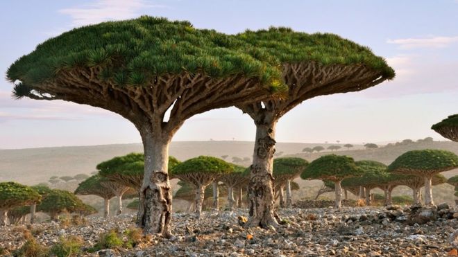 Пара кроваво-драконовых деревьев с их широким грибовидным верхом стоит на равнине, заполненной другими их видами на Сокотре