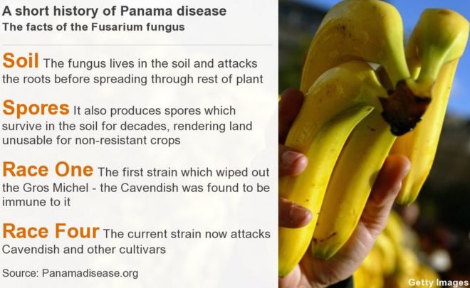 Факты о панамской болезни