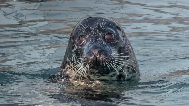Seal at , Norfolk