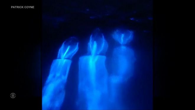 „Магична“ биолуминисценција обасјава море плавом светлошћу