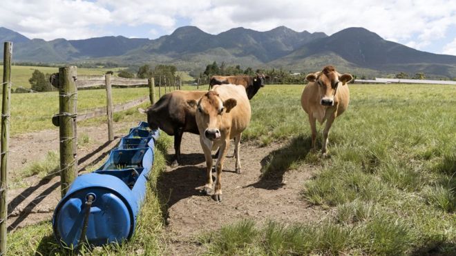 Кормление коров в Бланко около Джорджа Вестерн Кейп, Южная Африка