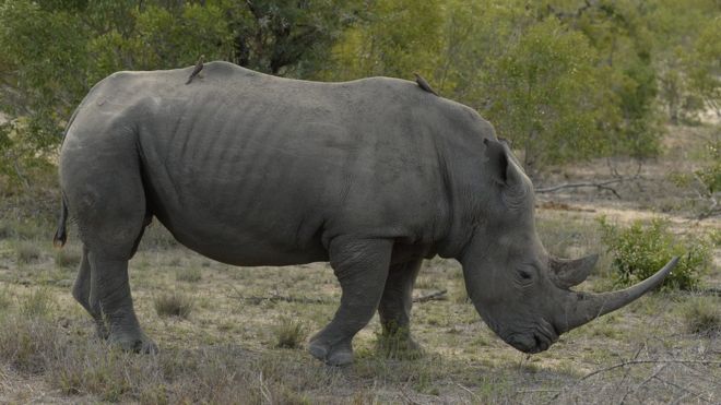 носорог