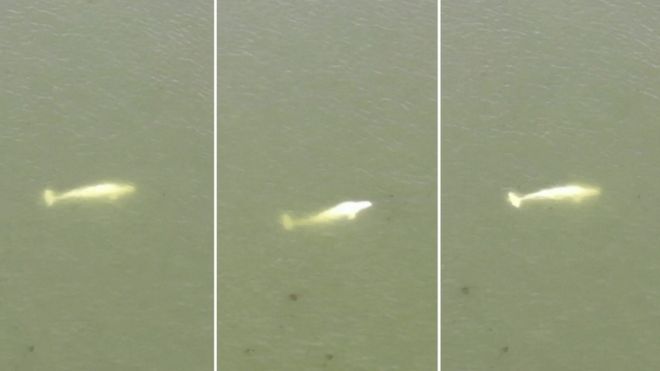 Beluga Whale Trapped in River Seine Euthanized During Rescue Mission