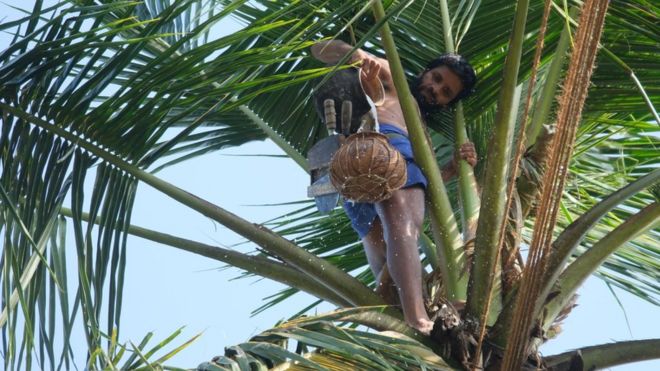 Пунш тапди на кокосовой пальме в Шри-Ланке