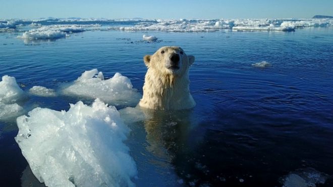 Polarni medved pliva na ostvru Svabard