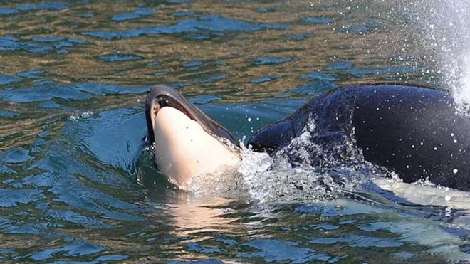 Mother seen support dead calf