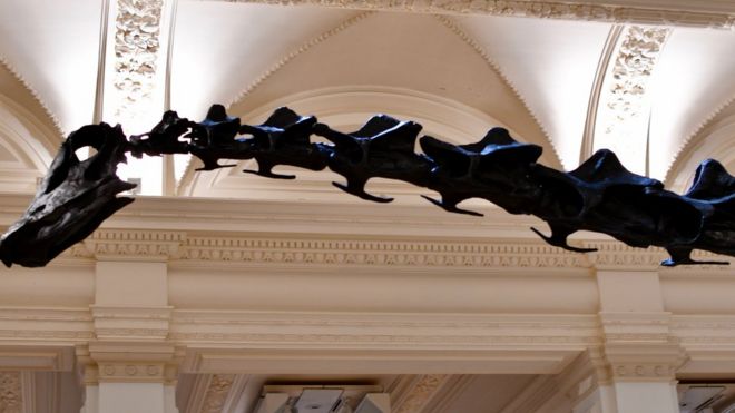 Скелет Диппи почти касается потолка, выставленного в Бирмингеме