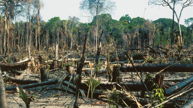 Untated изображение вырубки лесов в тропических лесах Амазонки, Бразилия